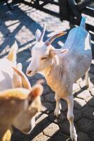 típica sul americano cabras em uma Fazenda foto