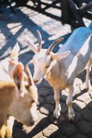 típica sul americano cabras em uma Fazenda foto