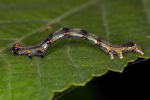 pequena larva de borboleta