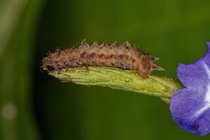 larva de besouro de pulga foto