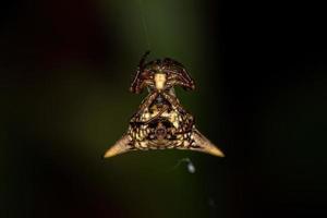 aranha orbweaver fêmea adulta