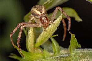 aranha-caranguejo fêmea adulta