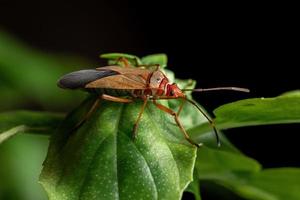 bug de algodão adulto em folha de manjericão foto