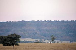 campos de pastagem típicos foto