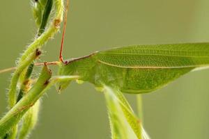 fêmea adulta haneropterina katydid foto