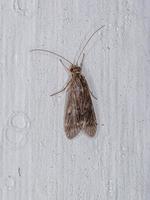 inseto caddisfly adulto foto