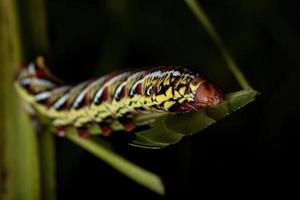 catterpillar da mariposa esfinge bandada