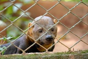 animal selvagem tayra foto