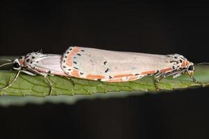 mariposa adulta ornamentada foto
