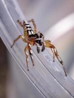 pequena aranha saltadora do gênero psecas foto