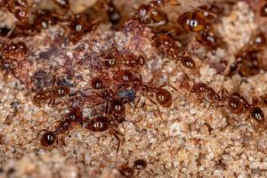 formigas de fogo adultas foto