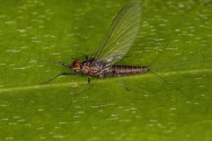 mosca fêmea adulta com guelras dentadas foto