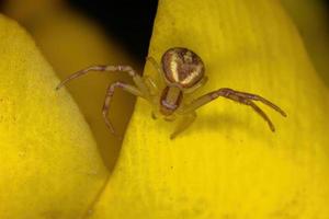 pequena aranha caranguejo foto