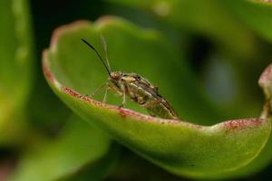 inseto planta adulta sem cheiro foto