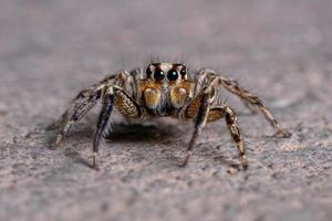 macho adulto aranha saltadora pantropical foto