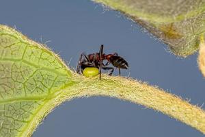 formiga vermelha adulta