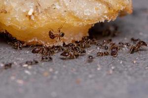 formigas de cabeça grande adultas foto