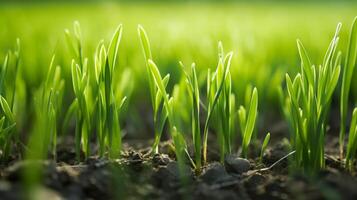 ai gerado jovem Relva plantas crescendo dentro luz solar foto