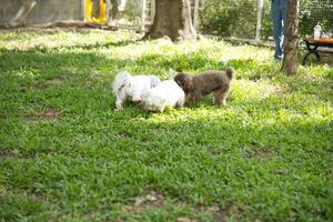 fechar acima fofo gordinho pele branco yorkshire terrier , cockapoo face com cachorro trela jogando dentro cachorro parque foto