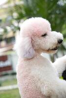 fechar acima fofo gordinho pele branco Castanho Preto poodle face com cachorro trela jogando dentro cachorro parque foto