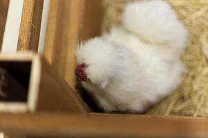 branco e cinzento fofo marco silkie galinhas , chinês seda frango dentro a feno cela foto