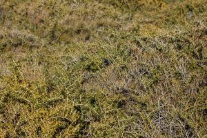 caragana Spinosa baixo arbusto às ensolarado outono tarde foto