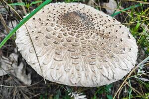 cogumelo macrolepiota procera fechar-se. foto