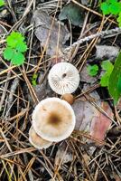 cogumelo rodocolíbia maculata dentro a floresta fechar-se. foto