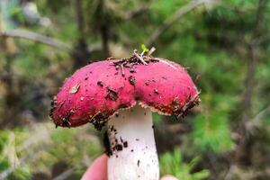 Russula cogumelo com uma vermelho boné dentro a floresta fechar-se. foto
