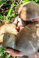 leccinum crescer em a Relva dentro a bétulas, a colheita do cogumelos. foto