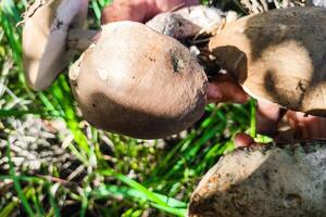 leccinum crescer em a Relva dentro a bétulas, a colheita do cogumelos. foto