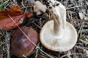 cogumelo tricoloma fulvo dentro a floresta fechar-se. foto