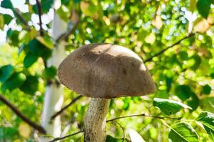 leccinum em a fundo do uma bétula floresta, cogumelo colheita. foto