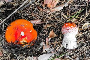 cogumelo venenoso amanita muscaria cresce dentro a outono floresta. foto