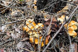 cogumelo hifoloma fasciculare dentro a floresta fechar-se. foto