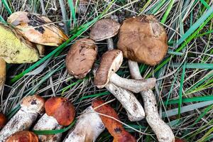 eu. aurantiaco, boletos edulis, leccinum escabro cogumelo colheita. foto