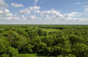 russo floresta com muitos árvores e Campos foto