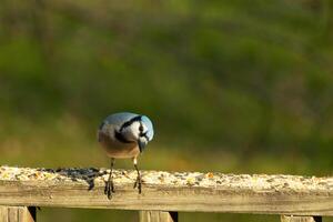 isto lindo azul Jay pássaro é em pé em a de madeira corrimão. a bonita pássaro parece gostar ele é sobre para atacar mas esperando para a certo momento. dele branco barriga em pé Fora a partir de dele azul penas. foto
