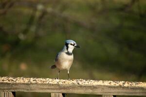 isto lindo azul Jay pássaro é em pé em a de madeira corrimão. a bonita pássaro parece gostar ele é sobre para atacar mas esperando para a certo momento. dele branco barriga em pé Fora a partir de dele azul penas. foto