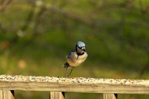 isto lindo azul Jay pássaro é em pé em a de madeira corrimão. a bonita pássaro parece gostar ele é sobre para atacar mas esperando para a certo momento. dele branco barriga em pé Fora a partir de dele azul penas. foto