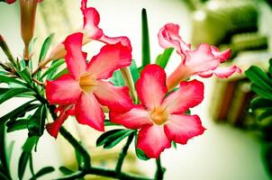 vermelho frangipani tropical flores a partir de árvore suave foco tom vintage foto