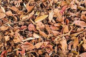 caído folhas em a chão. foto