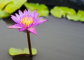 roxa lótus flores ou água florescendo em lagoa foto