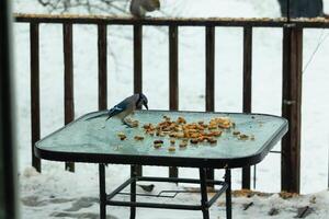 isto lindo azul Jay veio para a vidro mesa para alguns Comida. a bonita pássaro é cercar de amendoim. isto é tal uma frio tonificado imagem. neve em a terra e azul cores todos em volta. foto