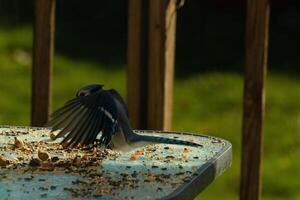 isto azul Jay pássaro estava chegando dentro para uma aterrissagem para pegue alguns amendoim. dele asas espalhar Fora belas. Eu amor a lindo branco, Preto e azul penas. ele estava meio voar congeladas dentro a ar. foto