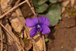 isto bonita flores silvestres crescendo aqui é conhecido Como uma comum azul tolet. até Apesar este é a nome, a cor parece roxo. Eu amor esses pequeno flores e seus fofo olhando pétalas. foto