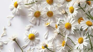 ai gerado elegante margarida flor em branco fundo isolado foto