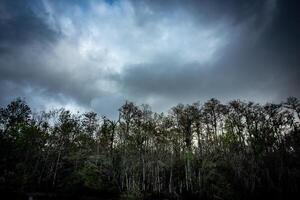 olhando acima sobre a cipreste árvores foto