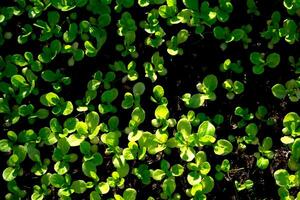 salada vegetal mudas. pequeno verde vegetal mudas crescido dentro bandeja plantio, crescendo saudável plantas. foto