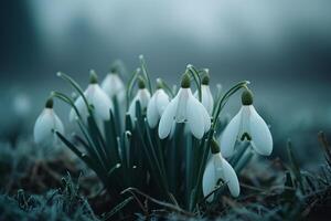 ai gerado natural fundo com primeiro Primavera flores branco snowdrops. generativo ai foto